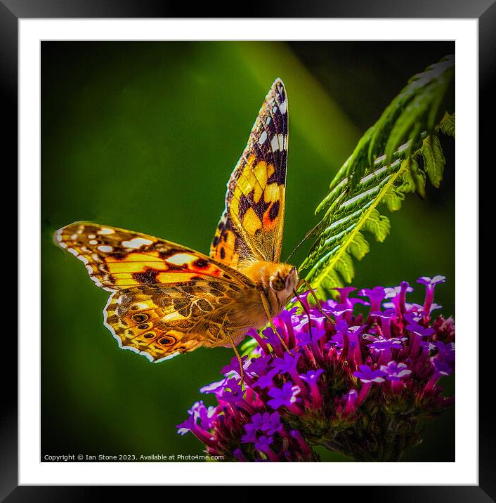 Painted Lady Butterfly  Framed Mounted Print by Ian Stone