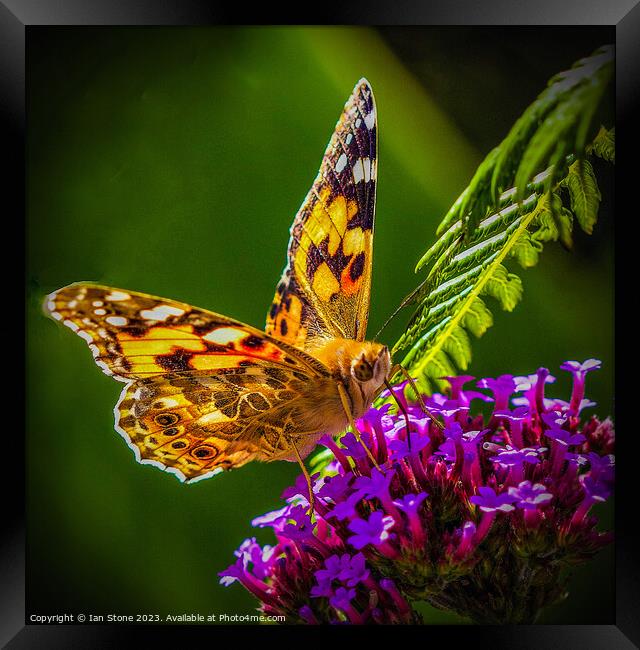 Painted Lady Butterfly  Framed Print by Ian Stone