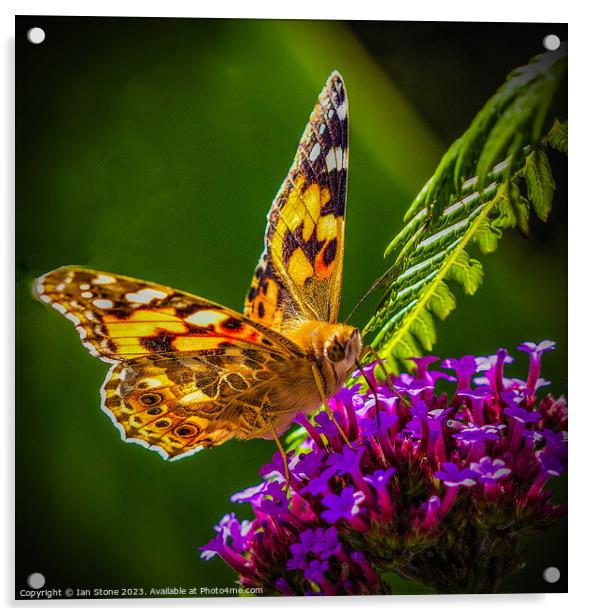 Painted Lady Butterfly  Acrylic by Ian Stone