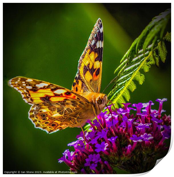 Painted Lady Butterfly  Print by Ian Stone