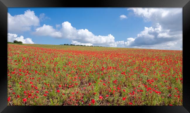 Summertime Poppy Field  Framed Print by Apollo Aerial Photography