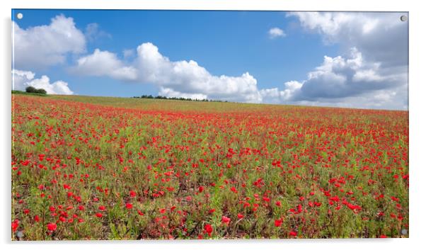 Summertime Poppy Field  Acrylic by Apollo Aerial Photography