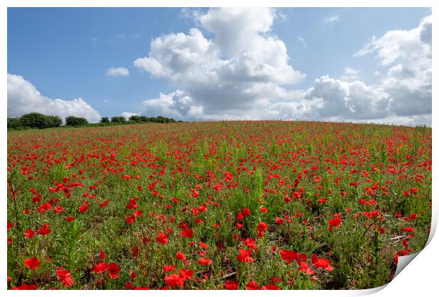 Flanders Fields Print by Apollo Aerial Photography