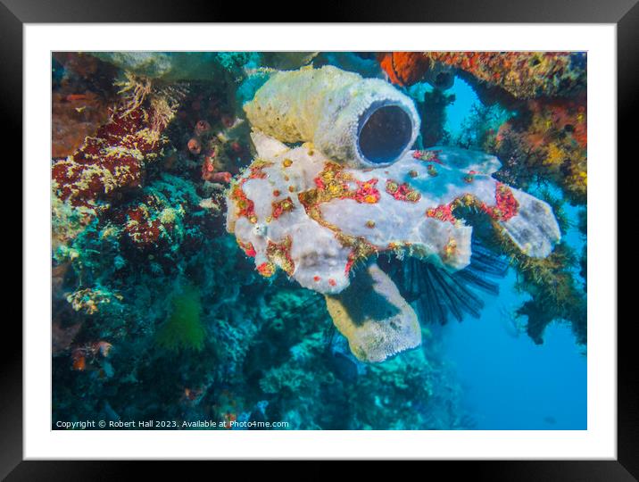 Frogfish Framed Mounted Print by Robert Hall