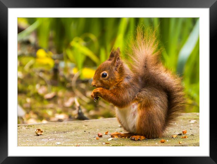 UK's Native Red Squirrel Framed Mounted Print by Robert Hall