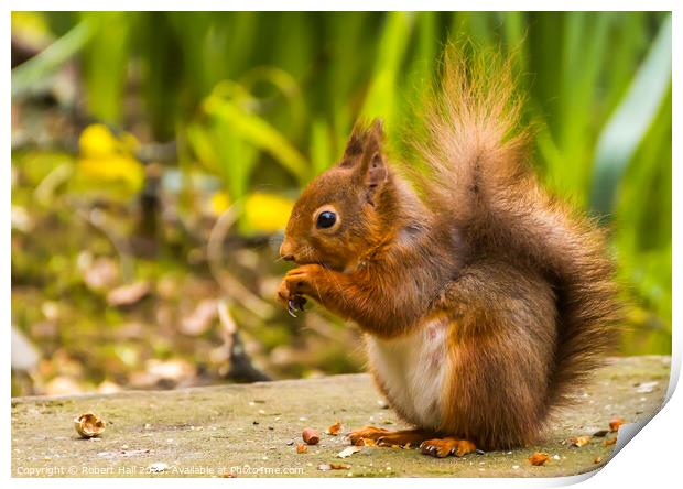 UK's Native Red Squirrel Print by Robert Hall