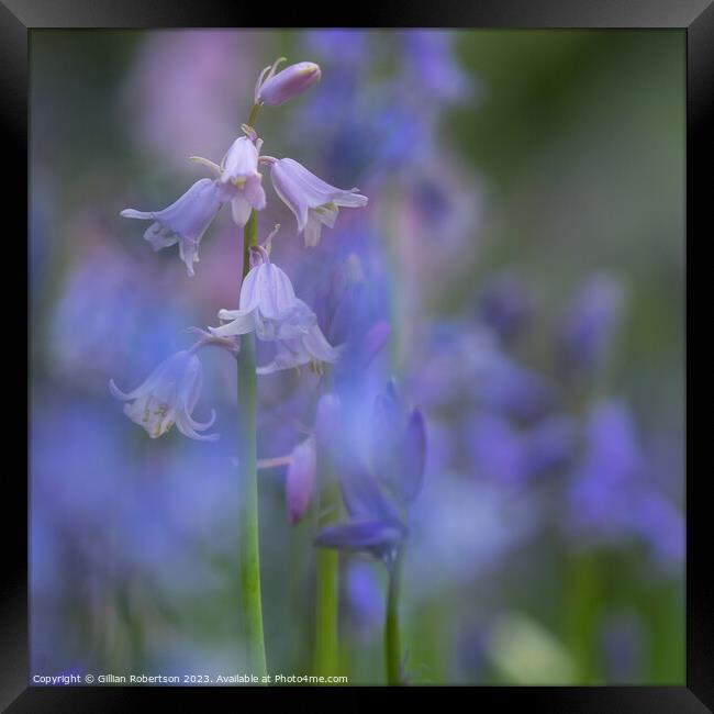 Bluebells in Spring Framed Print by Gillian Robertson