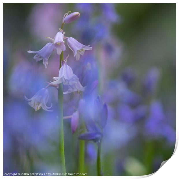 Bluebells in Spring Print by Gillian Robertson