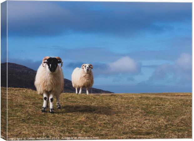 Harris Sheep Canvas Print by Gillian Robertson