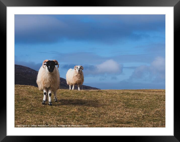 Harris Sheep Framed Mounted Print by Gillian Robertson