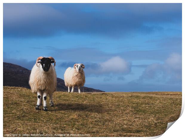 Harris Sheep Print by Gillian Robertson