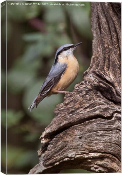 Nuthatch on old tree searching for food Canvas Print by Kevin White