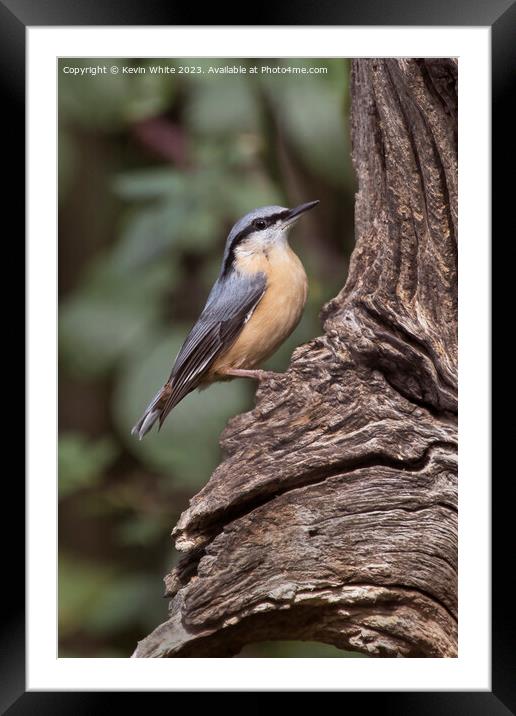 Nuthatch on old tree searching for food Framed Mounted Print by Kevin White