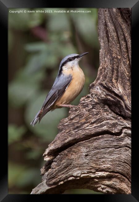 Nuthatch on old tree searching for food Framed Print by Kevin White
