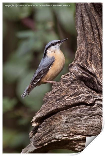 Nuthatch on old tree searching for food Print by Kevin White