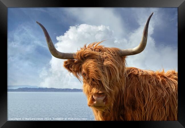 Highland Cow, Applecross NC500 Scotland. Framed Print by Barbara Jones