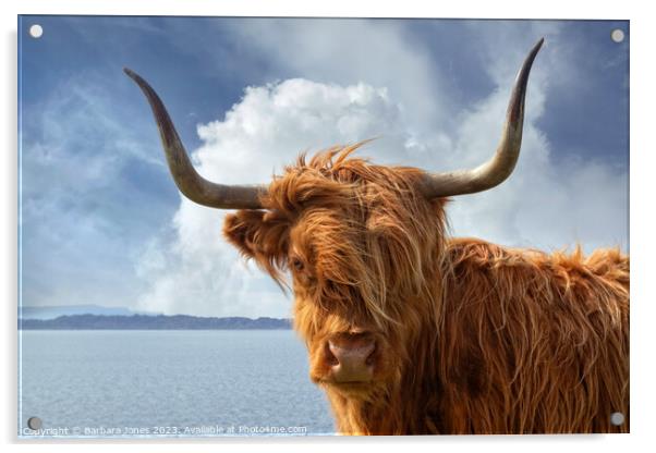 Highland Cow, Applecross NC500 Scotland. Acrylic by Barbara Jones