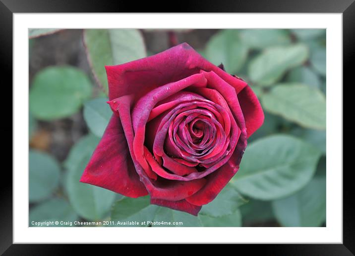 Rose Framed Mounted Print by Craig Cheeseman