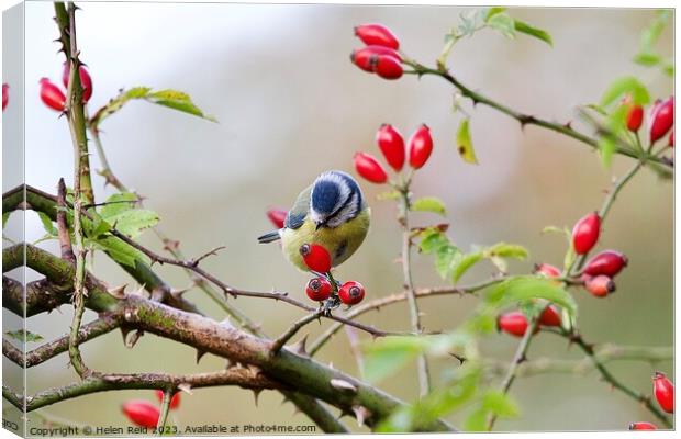 A Bluetit bird sitting on a branch of red wild dog rose hip berries Canvas Print by Helen Reid