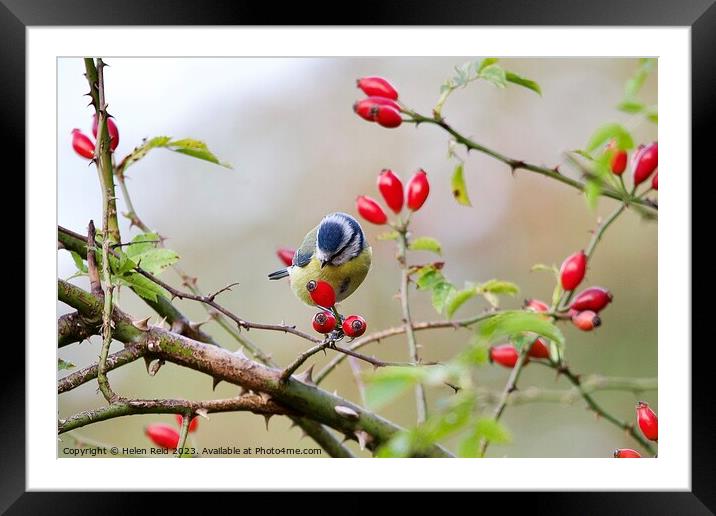 A Bluetit bird sitting on a branch of red wild dog rose hip berries Framed Mounted Print by Helen Reid