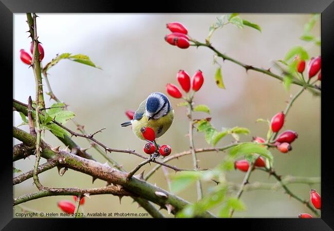 A Bluetit bird sitting on a branch of red wild dog rose hip berries Framed Print by Helen Reid