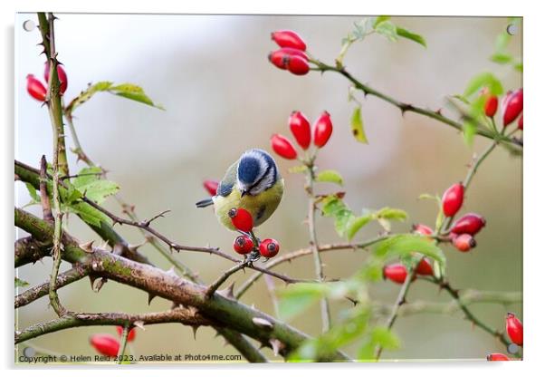 A Bluetit bird sitting on a branch of red wild dog rose hip berries Acrylic by Helen Reid
