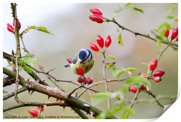 A Bluetit bird sitting on a branch of red wild dog rose hip berries Print by Helen Reid
