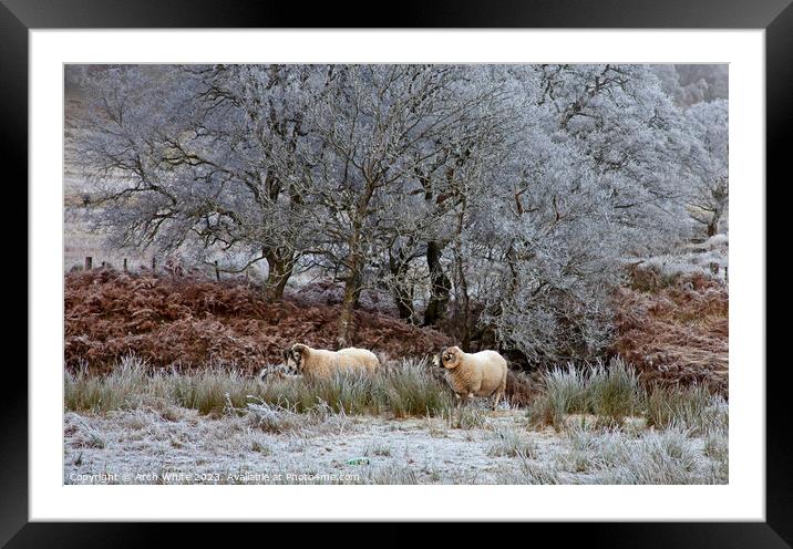 Swaledale Rams surounded by heavy frost, Scottish  Framed Mounted Print by Arch White