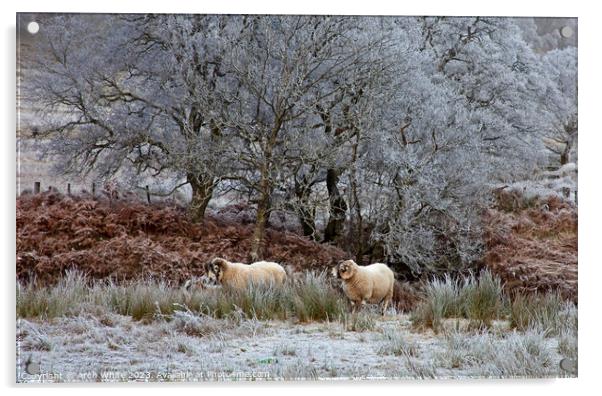 Swaledale Rams surounded by heavy frost, Scottish  Acrylic by Arch White