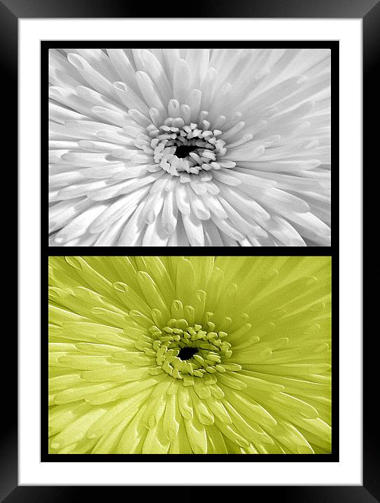 Chrysanthemum.White+Lime Framed Mounted Print by paulette hurley