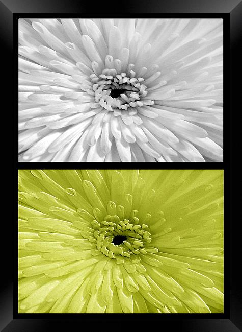Chrysanthemum.White+Lime Framed Print by paulette hurley