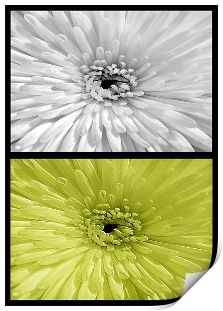 Chrysanthemum.White+Lime Print by paulette hurley