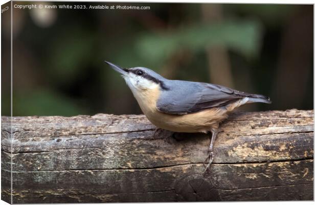 Nuthatch side view sitting on a log Canvas Print by Kevin White