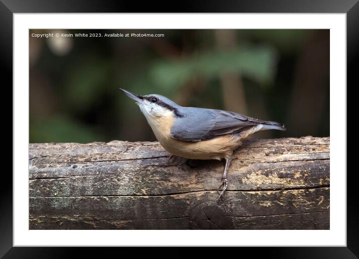 Nuthatch side view sitting on a log Framed Mounted Print by Kevin White