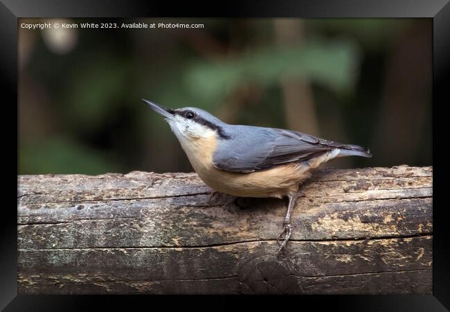 Nuthatch side view sitting on a log Framed Print by Kevin White