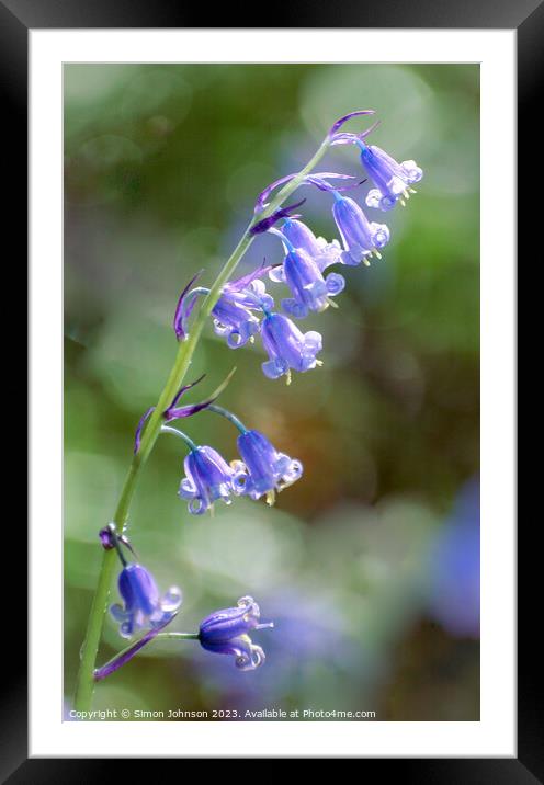  Bluebellt flower Framed Mounted Print by Simon Johnson