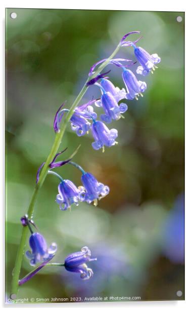  Bluebellt flower Acrylic by Simon Johnson