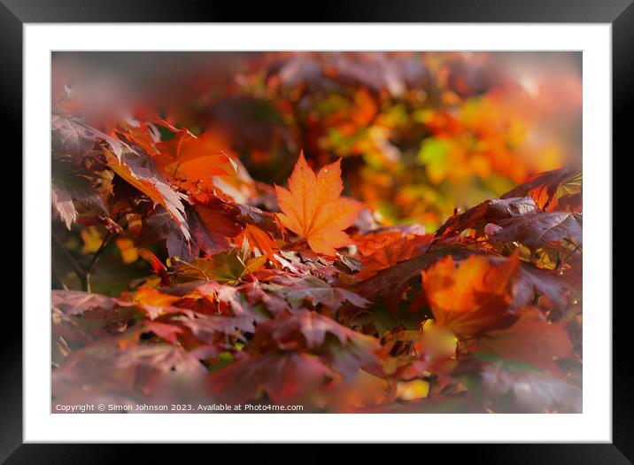 sunlit acer leaf Framed Mounted Print by Simon Johnson