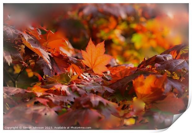 sunlit acer leaf Print by Simon Johnson