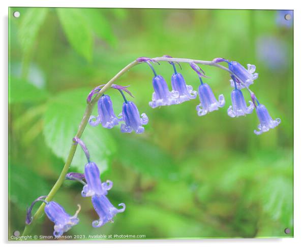  Bluebell flowers  Acrylic by Simon Johnson