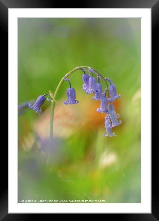 bluebell flower Framed Mounted Print by Simon Johnson