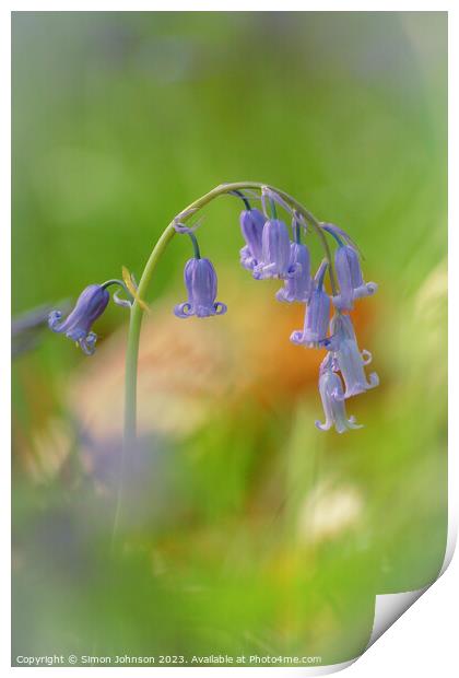 bluebell flower Print by Simon Johnson