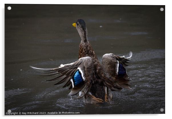 Mallard duck  Acrylic by Ray Pritchard