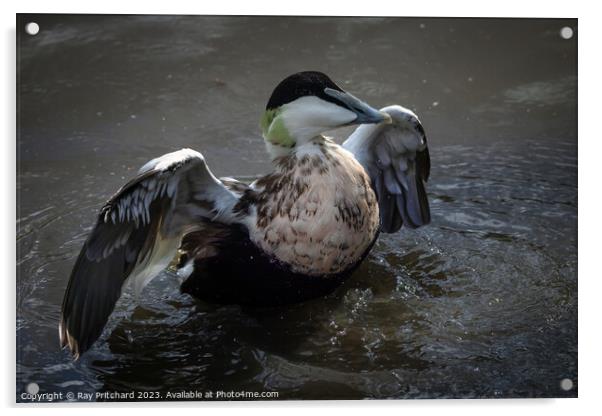 Eider duck stretching it's wings  Acrylic by Ray Pritchard