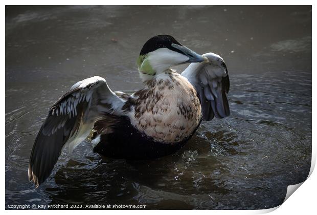 Eider duck stretching it's wings  Print by Ray Pritchard