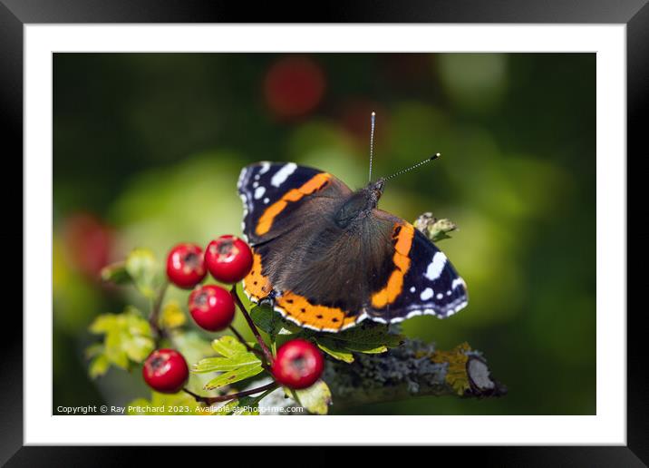 Red Admiral Butterfly  Framed Mounted Print by Ray Pritchard