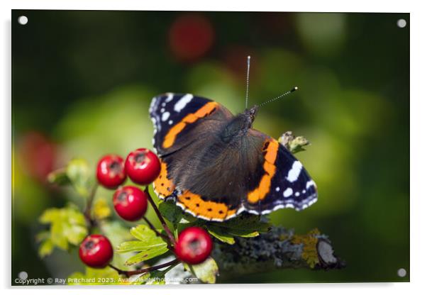 Red Admiral Butterfly  Acrylic by Ray Pritchard