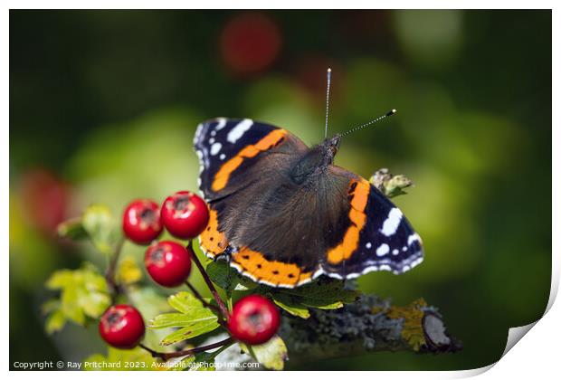 Red Admiral Butterfly  Print by Ray Pritchard