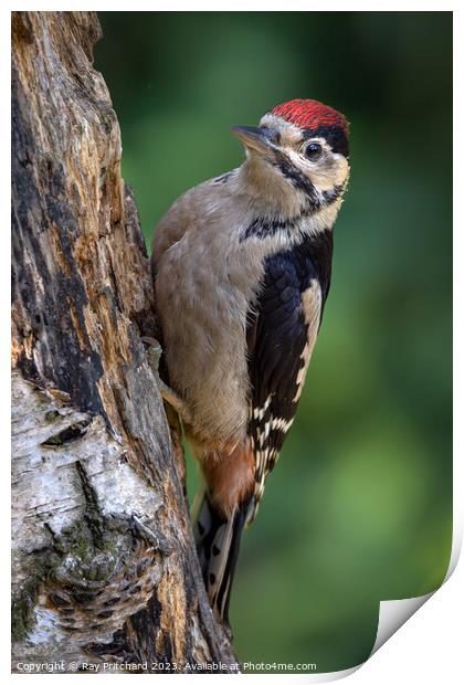 Great Spotted Woodpecker  Print by Ray Pritchard