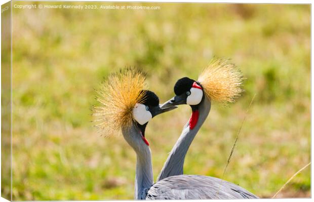 Courting Grey-Crowned Cranes Canvas Print by Howard Kennedy